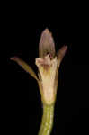 Adam and Eve orchid <BR>Puttyroot